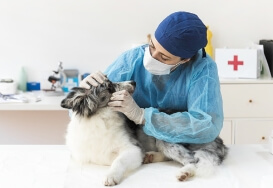 Veterinary Consultation